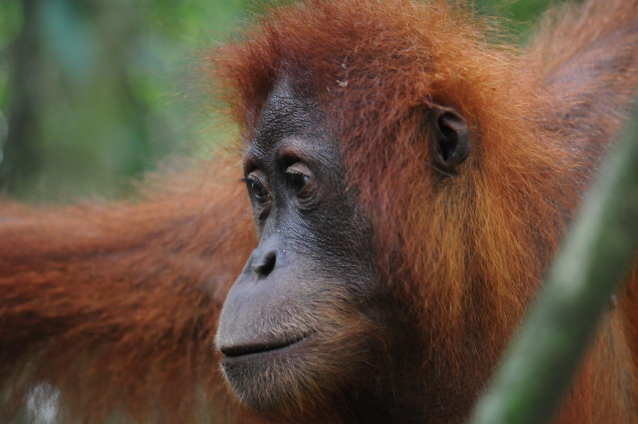 Ecotravel Cottages Bukit Lawang Exterior foto