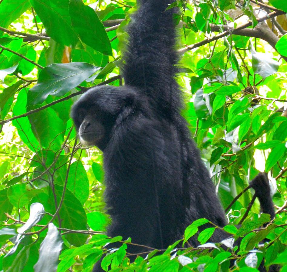 Ecotravel Cottages Bukit Lawang Exterior foto